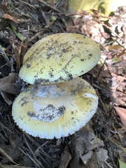 Amanita phalloides