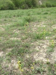 Ophrys sphegodes sphegodes
