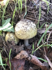 Amanita phalloides