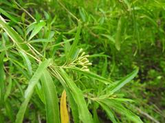 Nuxia oppositifolia