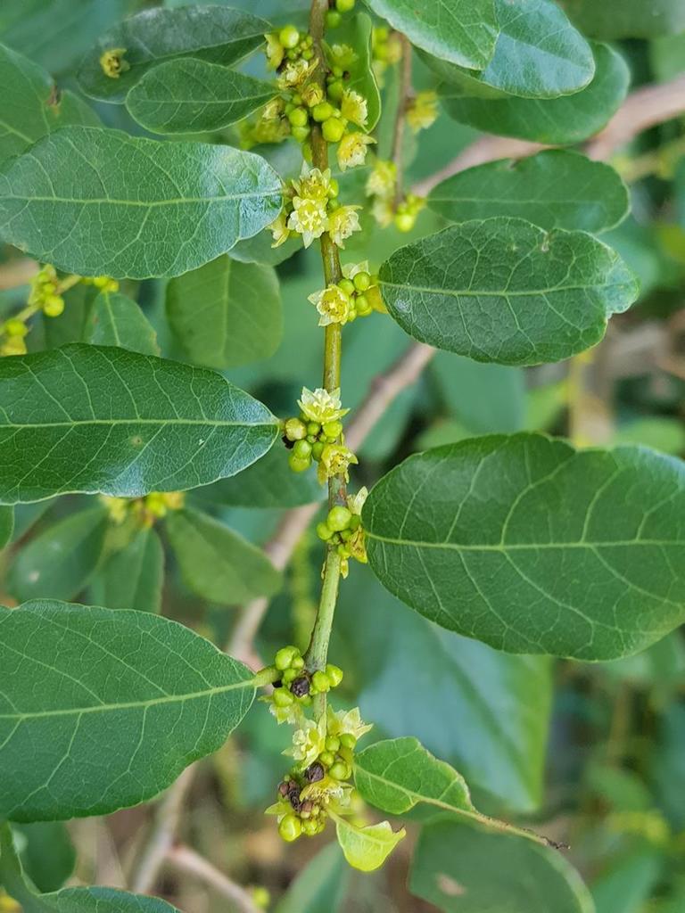 knobbly sweetberry
