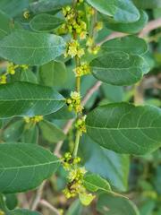 Bridelia cathartica cathartica