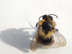 Bombus
