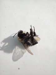 Bombus
