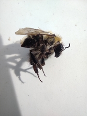 Bombus