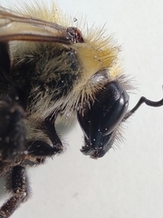 Bombus