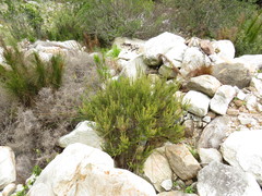 Erica hispidula hispidula