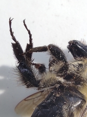Bombus