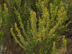 Erica hispidula hispidula