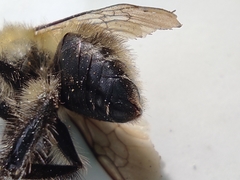 Bombus