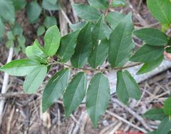 Grewia flavescens