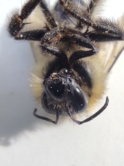 Bombus