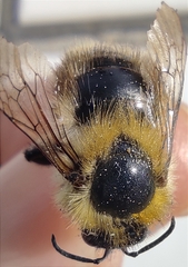 Bombus
