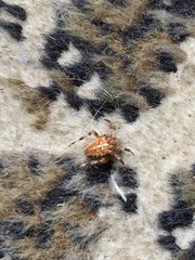 Araneus diadematus