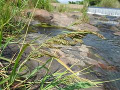 Echinochloa crus-pavonis
