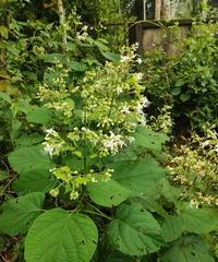 Clerodendrum infortunatum