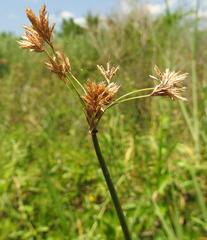 Cyperus marginatus
