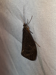 Barypenthus concolor