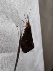 Barypenthus concolor