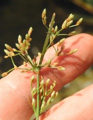 Bulbostylis hispidula pyriformis