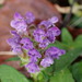 Prunella vulgaris asiatica - Photo (c) 林棋欽, algunos derechos reservados (CC BY-NC), subido por 林棋欽