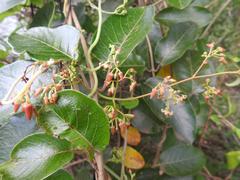 Tacazzea apiculata