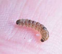 Blastodacna hellerella