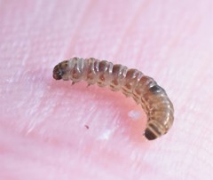 Blastodacna hellerella