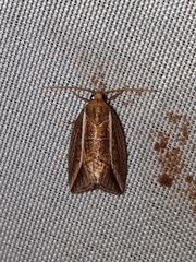 Amphilita arcuata