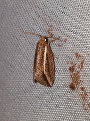 Amphilita arcuata