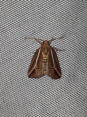 Amphilita arcuata