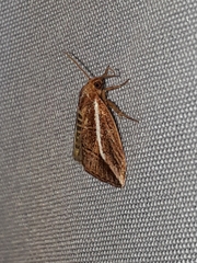 Amphilita arcuata