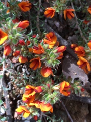 Pultenaea procumbens