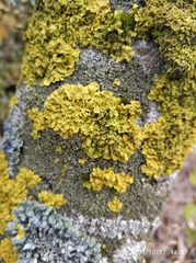 Xanthoria parietina
