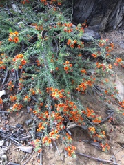 Pultenaea procumbens