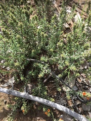 Pultenaea procumbens