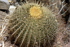Ferocactus histrix