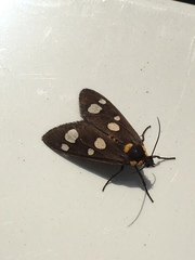 Dysauxes famula