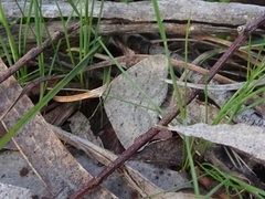 Taxeotis reserata