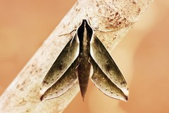 Xylophanes amadis