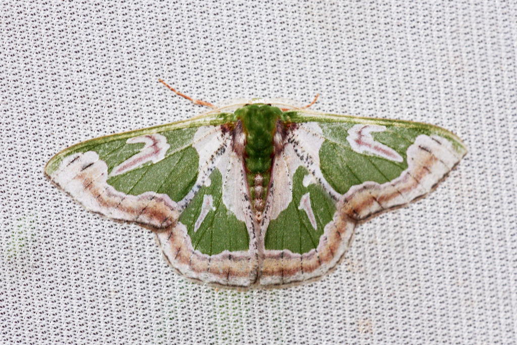 Oospila obeliscata