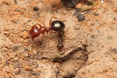 Melophorus bruneus