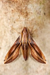 Xylophanes thyelia
