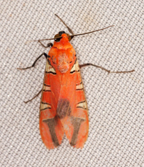 Gorgonidia maronensis