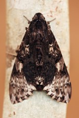 Isognathus excelsior