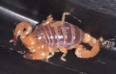Timogenes dorbignyi