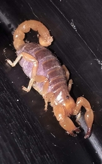 Timogenes dorbignyi