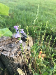 Nuttallanthus texanus