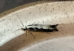 Erechthias fulguritella