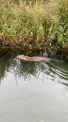 Myocastor coypus